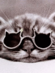 Кот в очках (1)