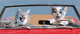 Кошки на машине
