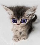 Котёнок выпучил голубые глазки
