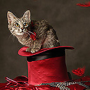 Котенок на красной шляпе