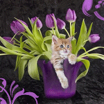 Котенок в тюльпанах