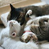 Трое котят вместе спят