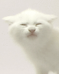 Беленький котеночек лизун