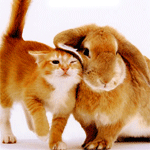 Котэ и кролик