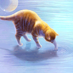 Рыжий кот трогает лапкой воду