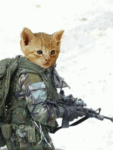 Кот из спецназа