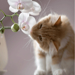 Котик нюхает орхидеи