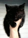 Чёрный котёнок в руке