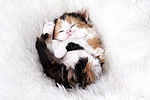Маленький клубочек - спящий котенок