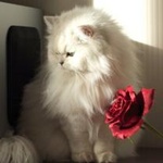 Белая персидская кошечка с красной розой
