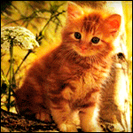 Маленький рыжий котенок