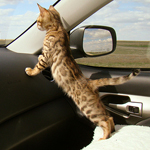 Кот в машине наблюдает за дорогой