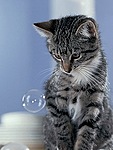 Кошка рассматривает мыльный пузырь