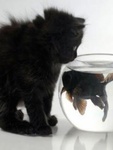 Пушистый черный котенок смотрит на рыбку в аквариуме