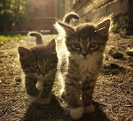 Два котенка в сиянии идут по улице