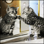 Котёнок удивлённо смотрит на себя в зеркало