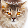 Кот, припорошенный снегом