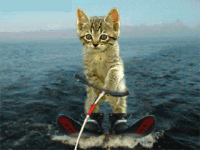 Котенок на лыжах в море