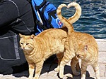Рыжие коты переплели хвосты образовав сердечко