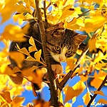 Котенок сидит на осенней ветке среди листвы