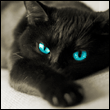 Чёрная кошка с голубыми глазами