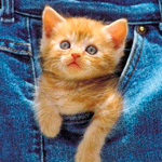 Рыжий котёнок с любопытством выглядывает из кармана джинсов
