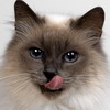Сиамский кот показывает язык