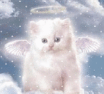 Котик ангел под снегом