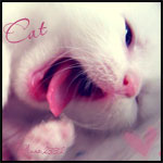 Cat (зевающий котенок)