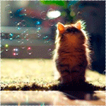 Котенок сидит на ковре и смотрит на мыльные пузыри