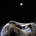 Кот смотрит на звезду