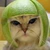Кот в фруктовом шлеме