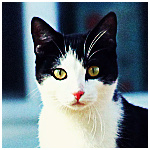 Черно-белый кот, photo by pasofino6
