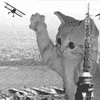 Кот играет в самолётики