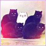 Чёрные коты и кошечка-белянка
