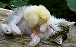 Пушистый цыпленок греется на спящем котенке