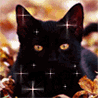В звездочках черный кот