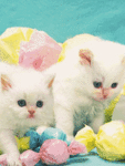 Белые котятки с разноцветниыми игрушками
