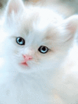 Розовый нос котенка,белая кошка