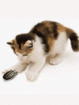 Кошка играет с гранатой