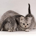 Кролик и кот