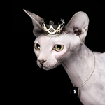 Лысый кот с короной