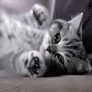 Балдеет(котенок из рекламы)
