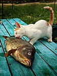 Котенок прижимается к большой рыбине