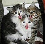 Трио. Поющие котята
