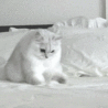 Белый кот на кровати