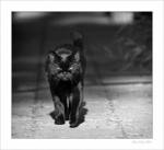 Чёрный кот идёт по дороге