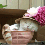 Кот в шляпе с цветами сидит в вазе