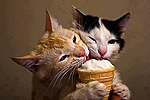 Котята едят мороженое