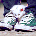 Котик в ногах